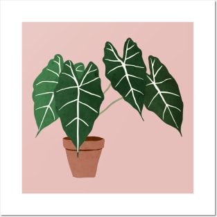 alocasia amazonica interior plant Posters and Art